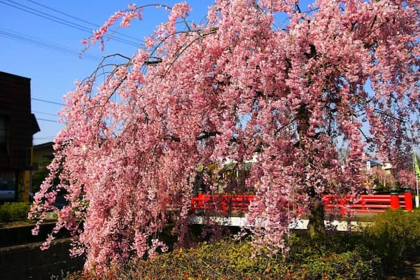 天童市　倉津川沿いのしだれ桜